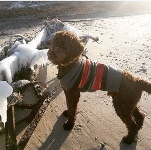 Cozy Dog Sweater